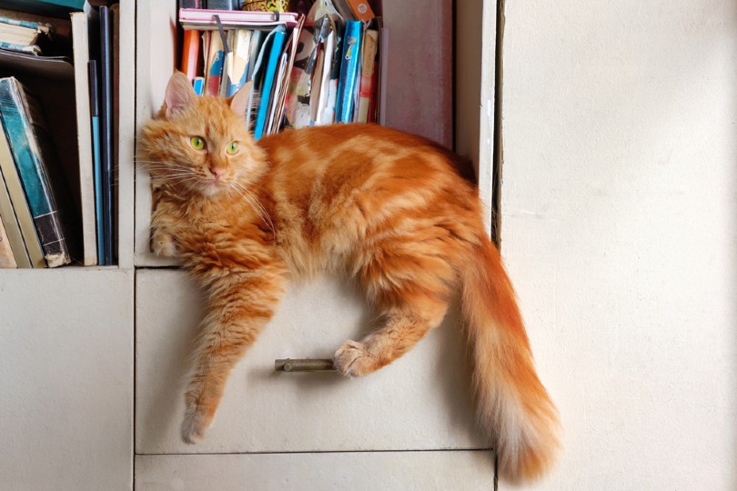 rode tabby kat ontspannen op boekenplank
