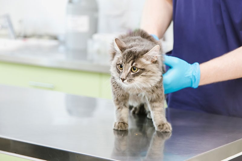 Een kat in een dierenkliniek die door een arts wordt onderzocht