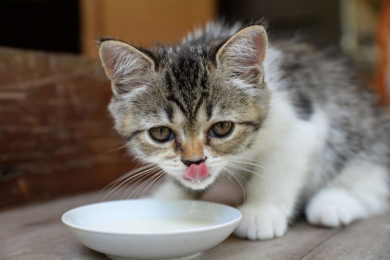 kitten drinkt melk buiten