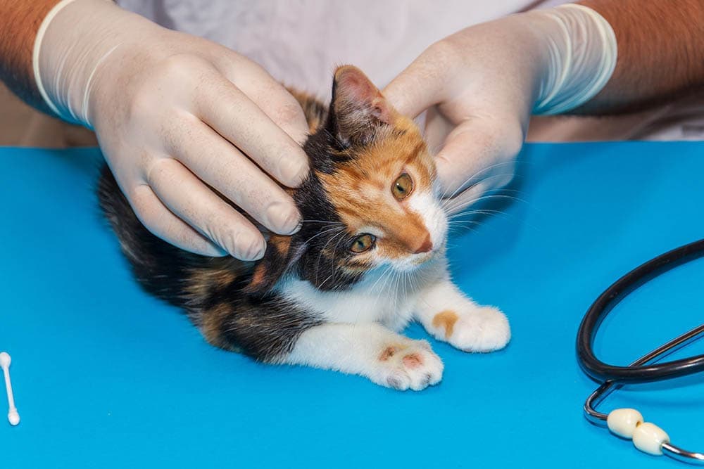 een klein kitten dat wordt onderzocht in de kliniek van de dierenarts
