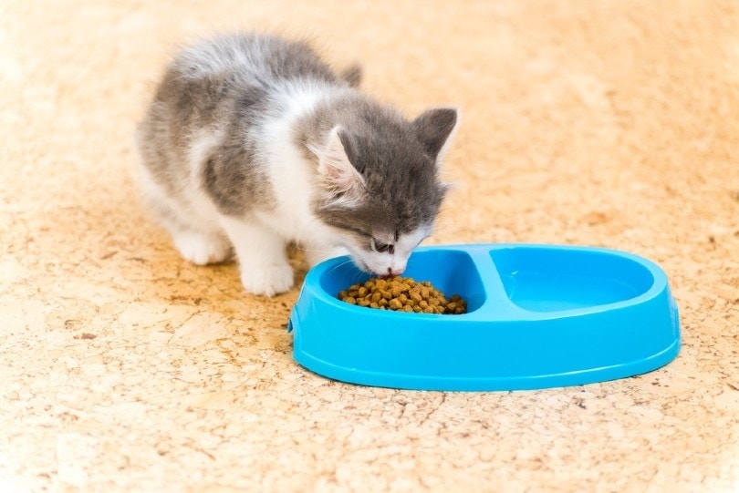 een kitten dat droogvoer eet uit een blauwe voerbak