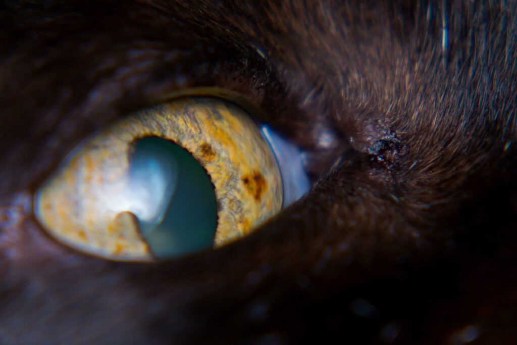 Iris melanoom bij volwassen kat