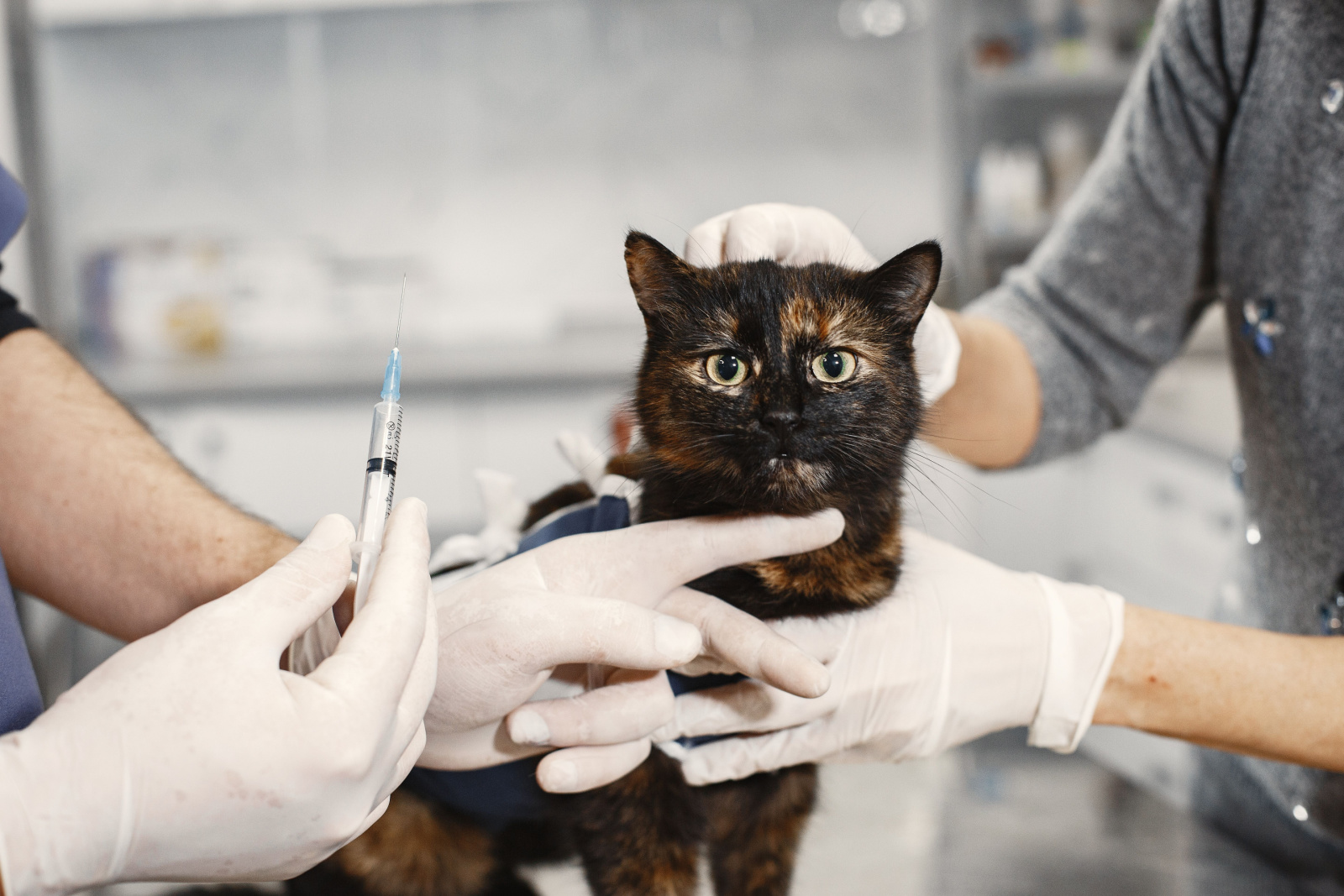 dierenarts met een prednisoninjectie voor een kat