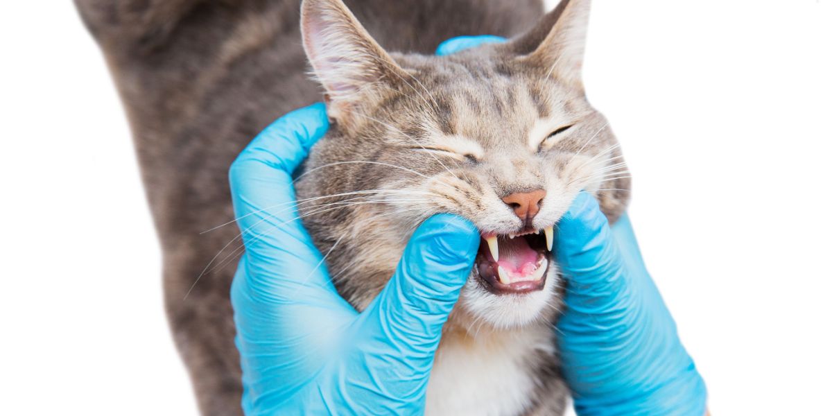 dierenarts controleert kattenmond