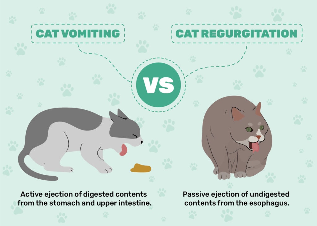 Cat Vomiting vs Regurgitation Infographic
