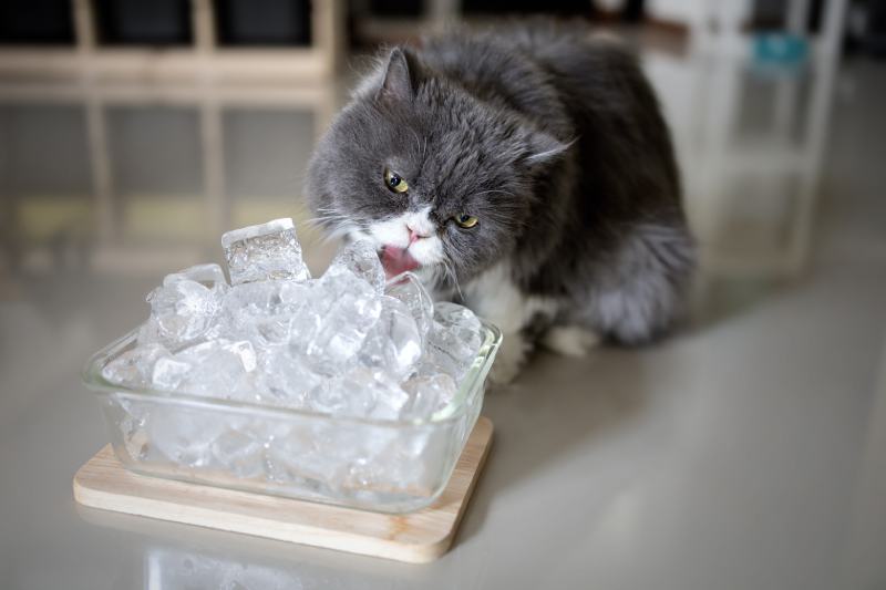 Grijze Perzische kat likt ijs