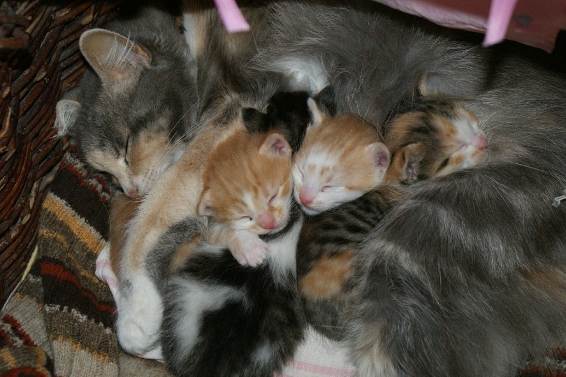 slapende kat met kittens