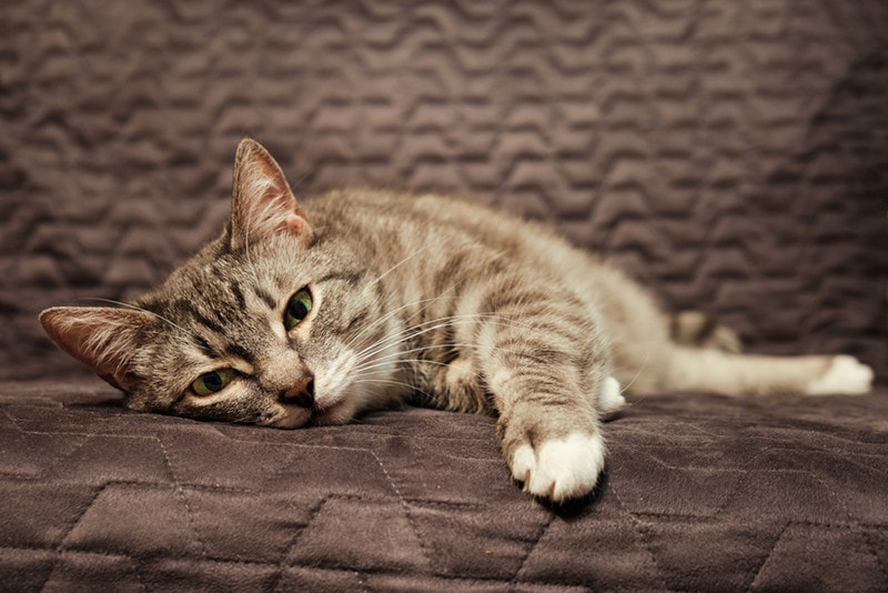 Zieke droevige kat die op het bed ligt