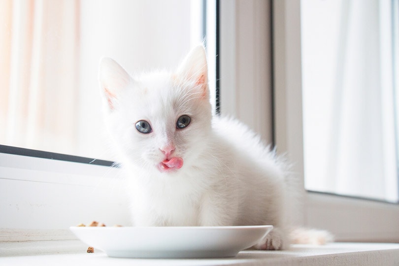 wit kitten dat voedsel eet van een wit bord