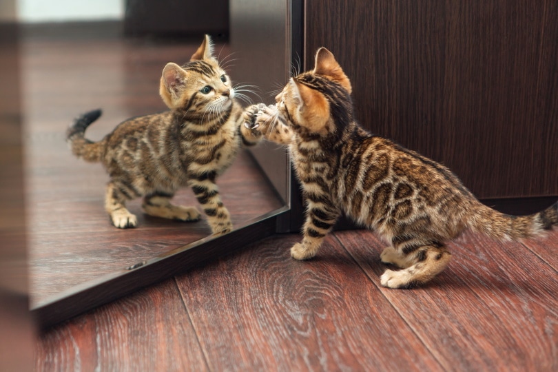 kat en mirror_Smile19_Shutterstock