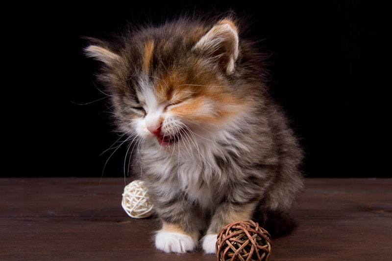 een kitten dat niest tijdens het spelen met balvormig speelgoed