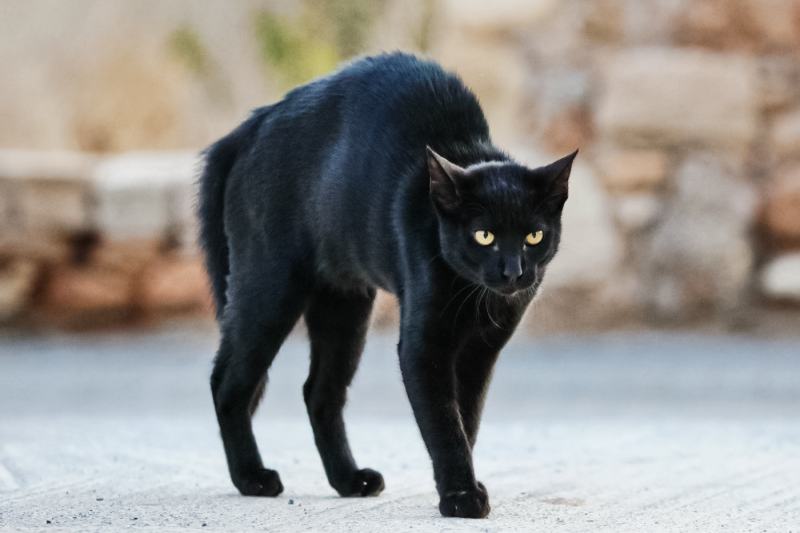 Zwarte kat in angst en agressie