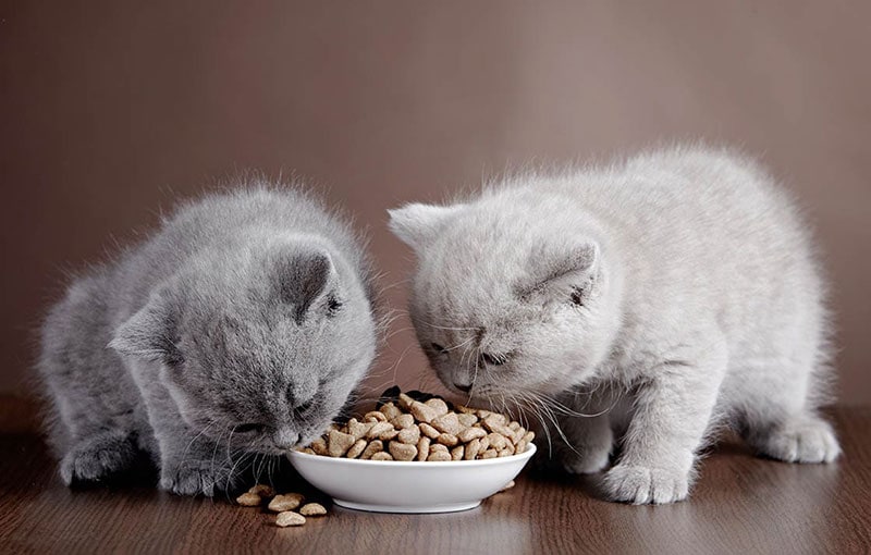 twee grijze kittens die samen eten
