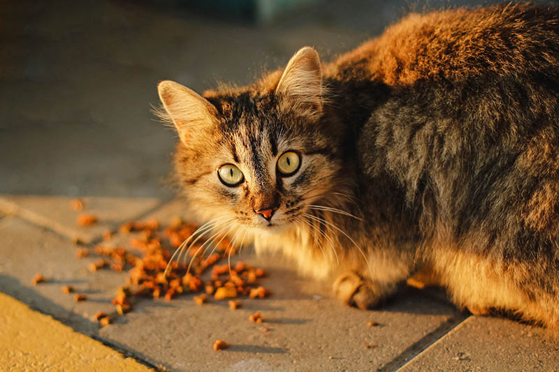 Halfverwilderde kat die voedsel op de grond eet
