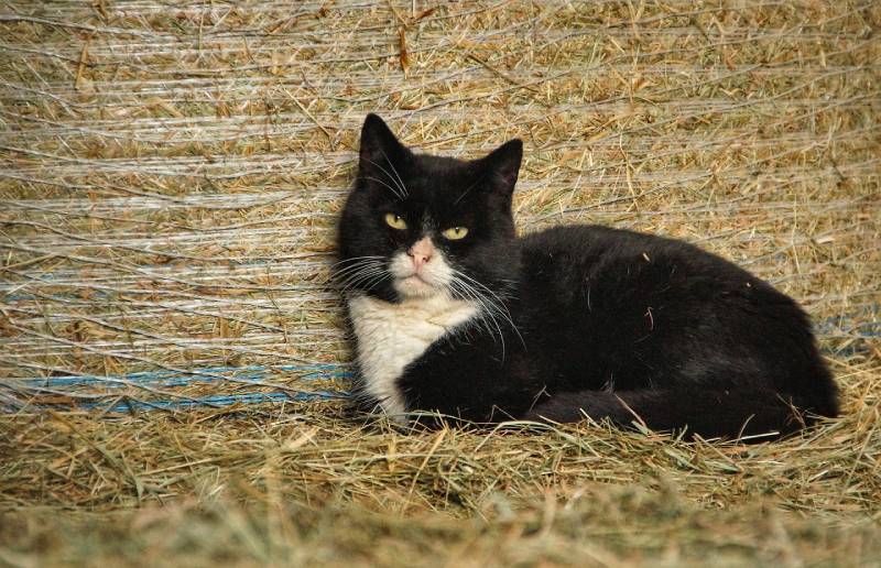 een kat die op hooi in een schuur ligt