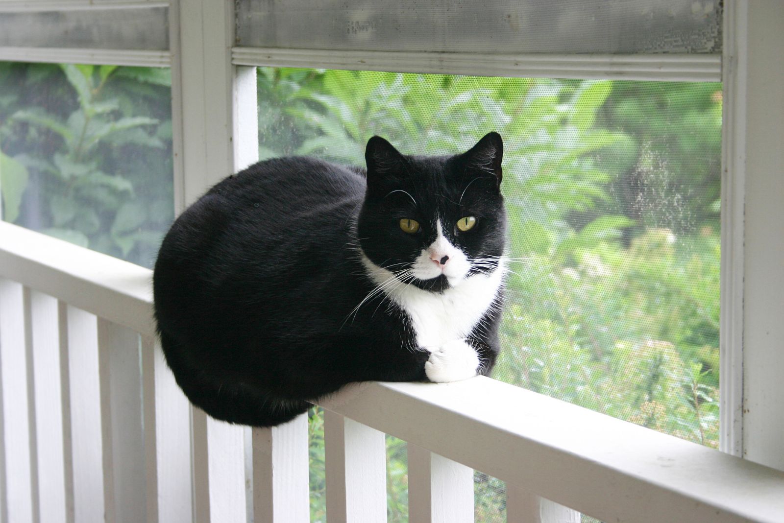 dikke smoking kat zittend op een hek