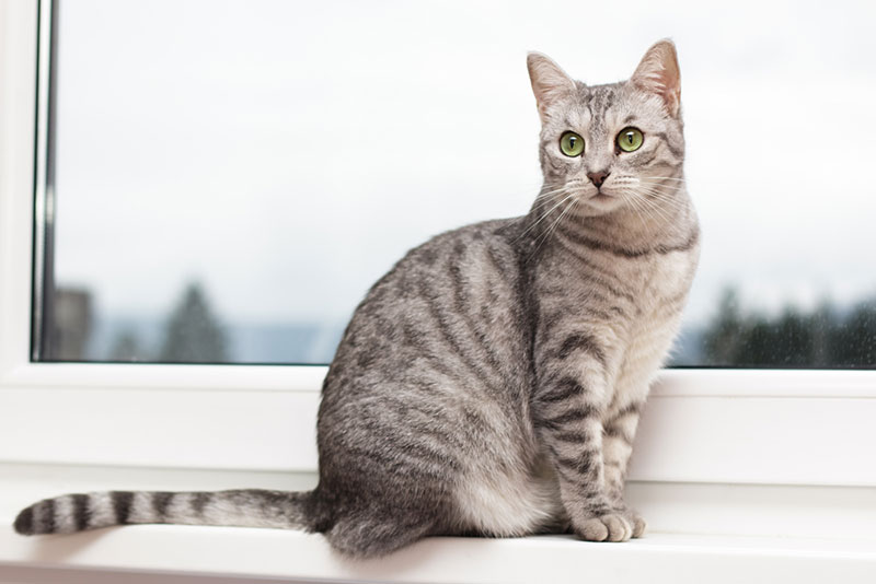 Een tabbykat die op de vensterbank zit