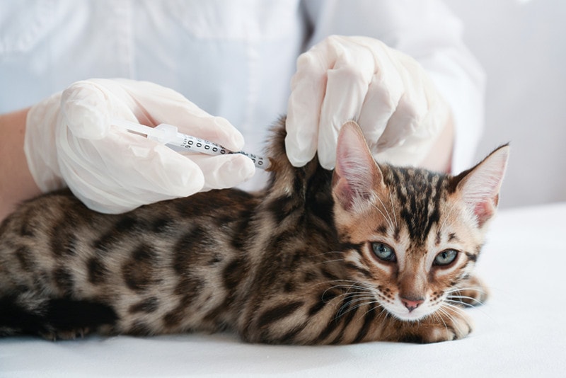 een dierenarts maakt een onderhuidse injectie bij het kitten