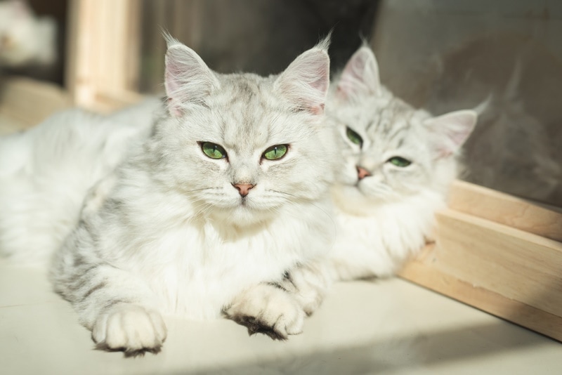 Twee Perzische katten liggen