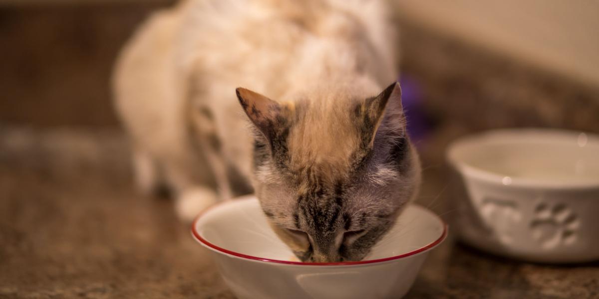 kat die heerlijk zacht voer eet