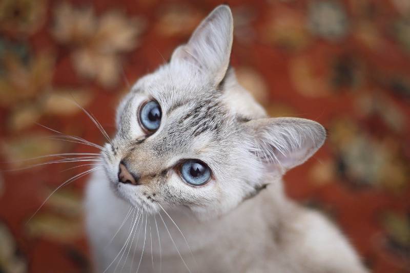 kat met blauwe ogen kantelt zijn hoofd