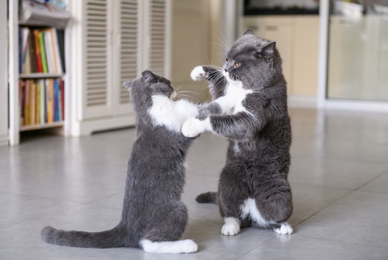Twee Britse korthaar kat spelen