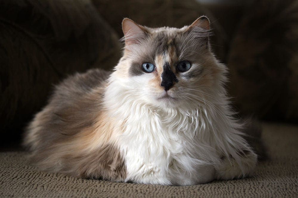 Verdun Calico Kitty met blauwe ogen