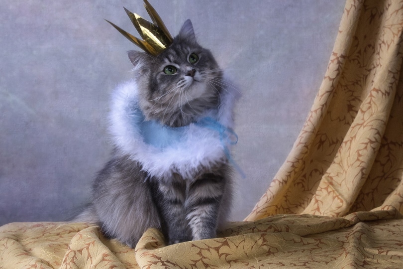 kat die kroon draagt