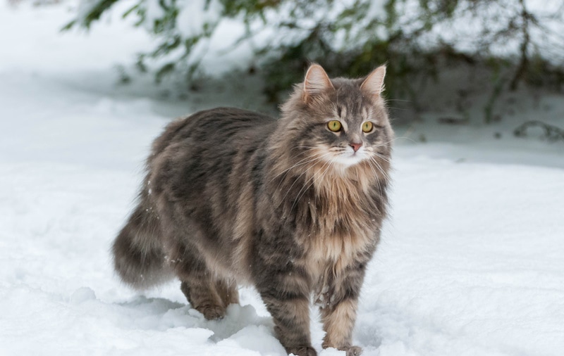 Siberische kat in de sneeuw