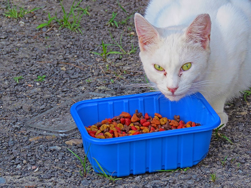 een hongerige verwilderde kat die eet bij een buitenvoederstation
