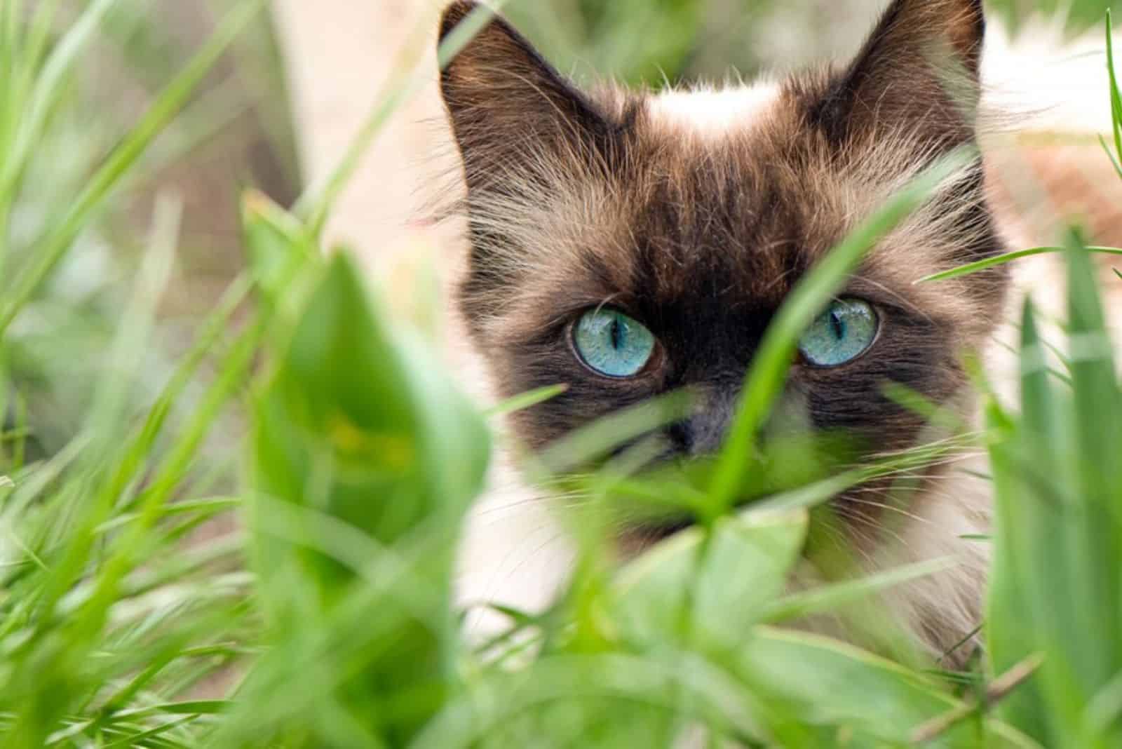 mooie ragamese kat in het gras