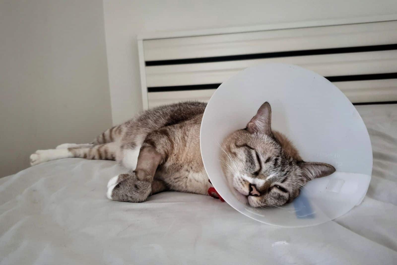 kattengezicht dat een plastic halsband draagt en op het bed ligt