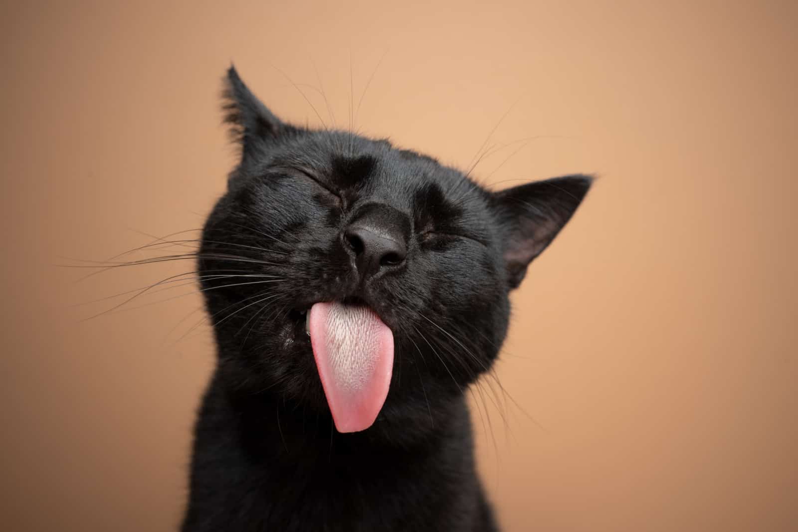 kat met zwarte snorharen die zijn tong uitsteekt