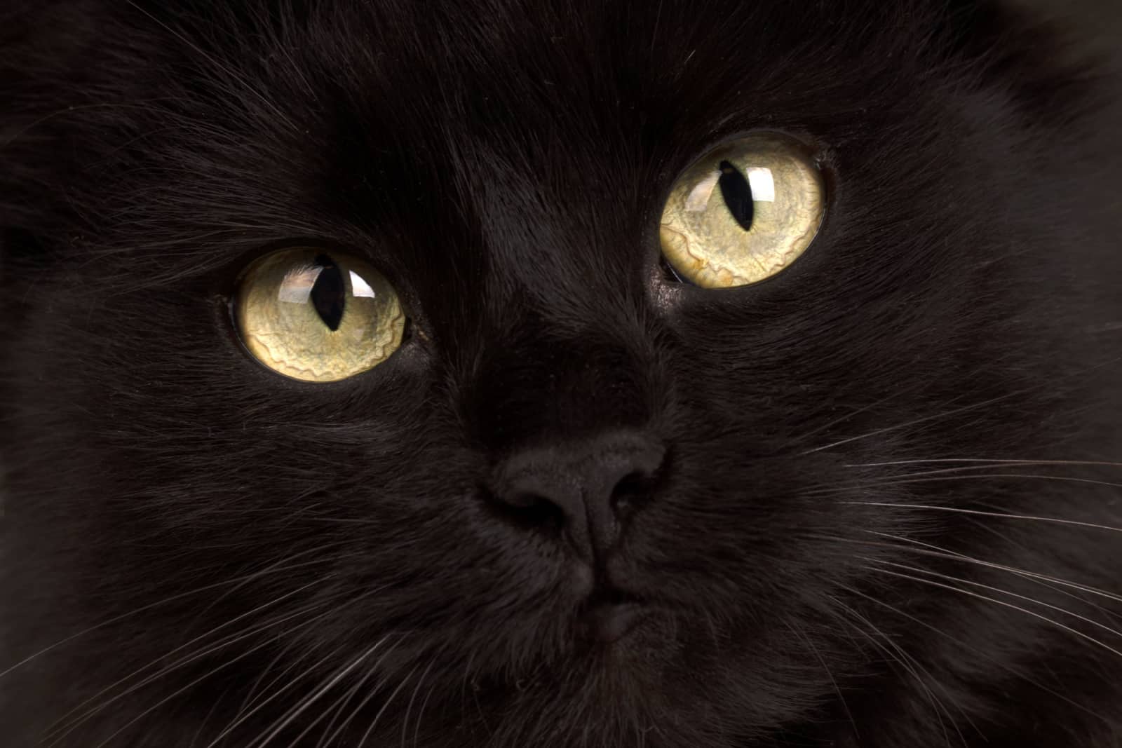 kat met zwarte snorharen close-up