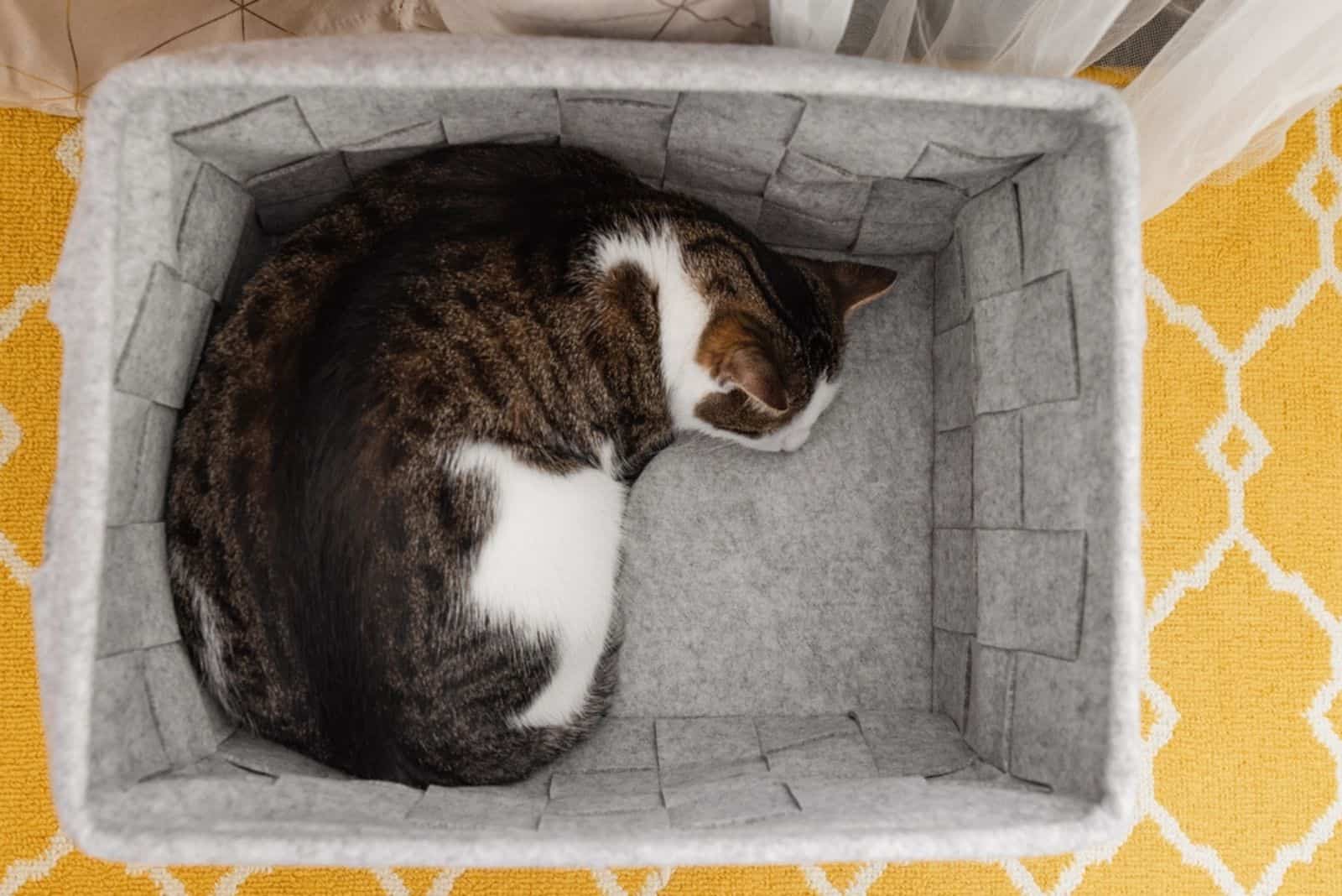 Huiskat slaapt in gezellige grijze vilten opbergmand