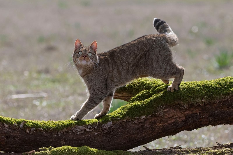 Een Europese wilde kat die op een boomstam loopt