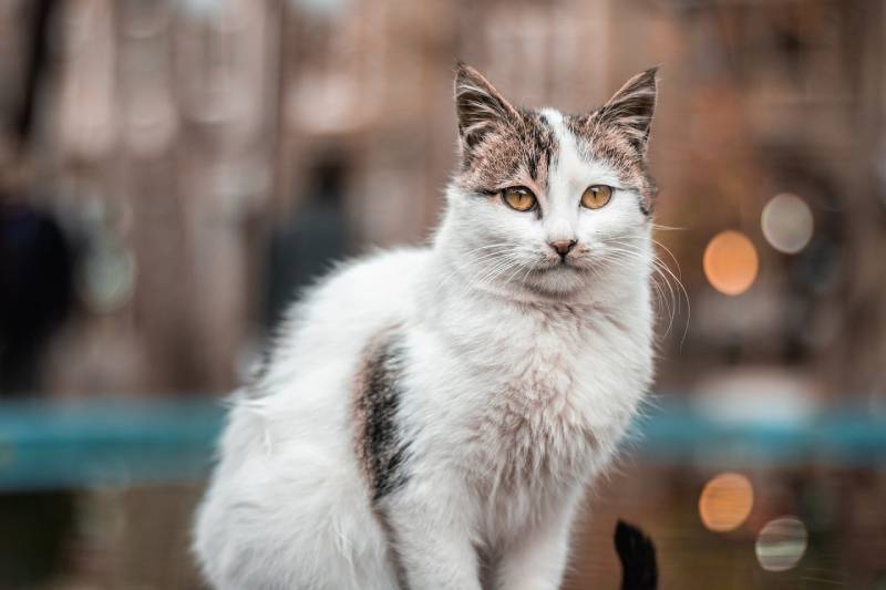 een kat met de achtergrond van de stadslichten