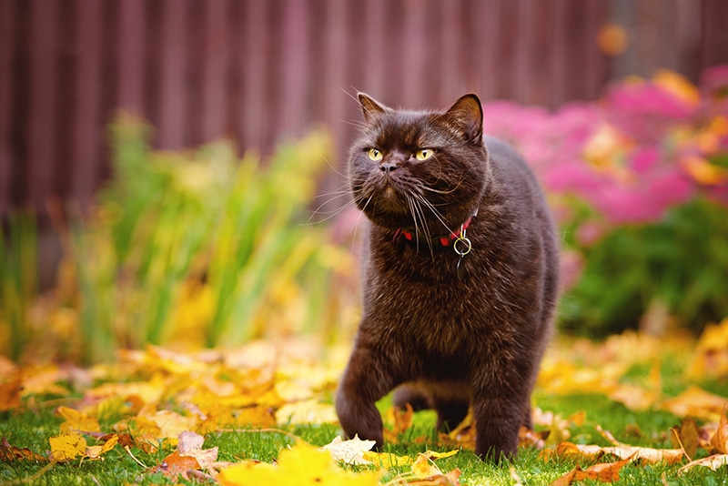 verloren bruine Britse korthaar kat die buiten loopt