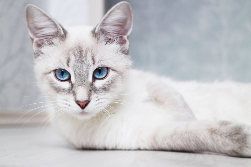 Siamese Thai Blue Eyed cat_catinrocket_shutterstock