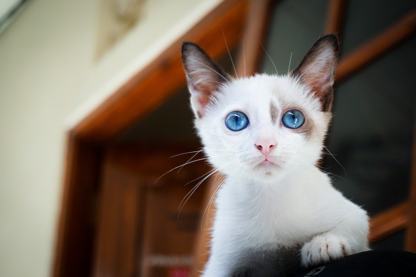 Wit kitten met blauwe ogen