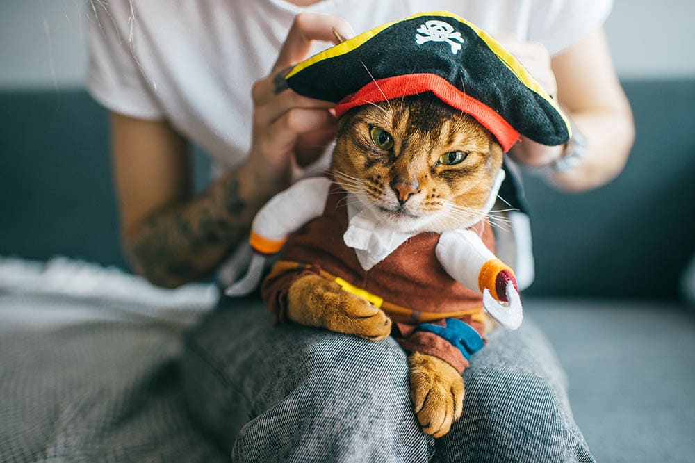 Kat die een piratenkostuum draagt