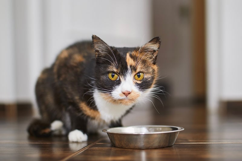 Een Calico kat die thuis uit een metalen kom eet