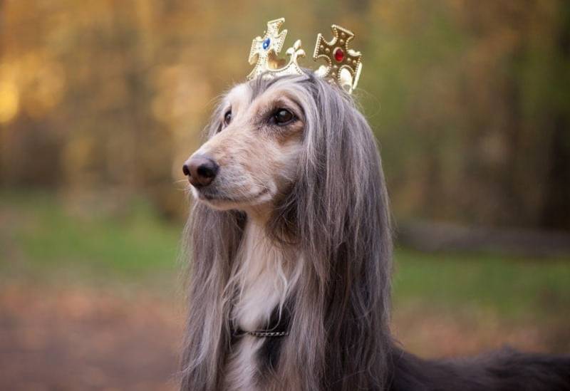 middeleeuwse hond met kroon