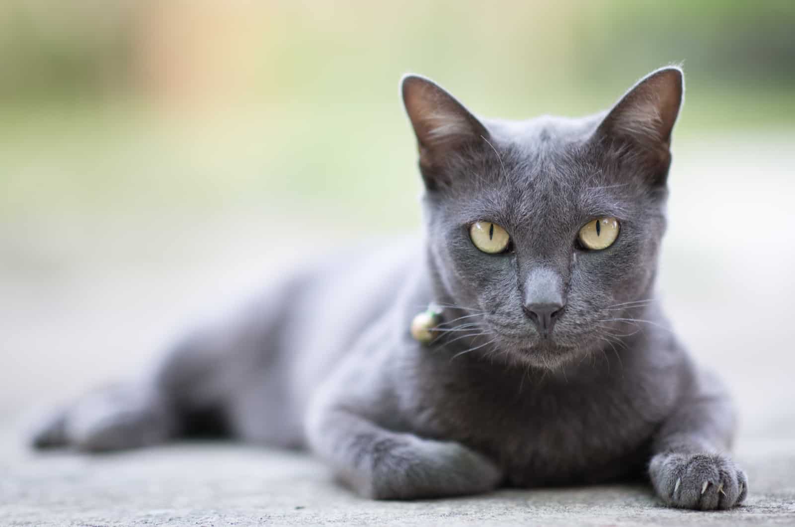 Foto van grijze kat die op beton ligt