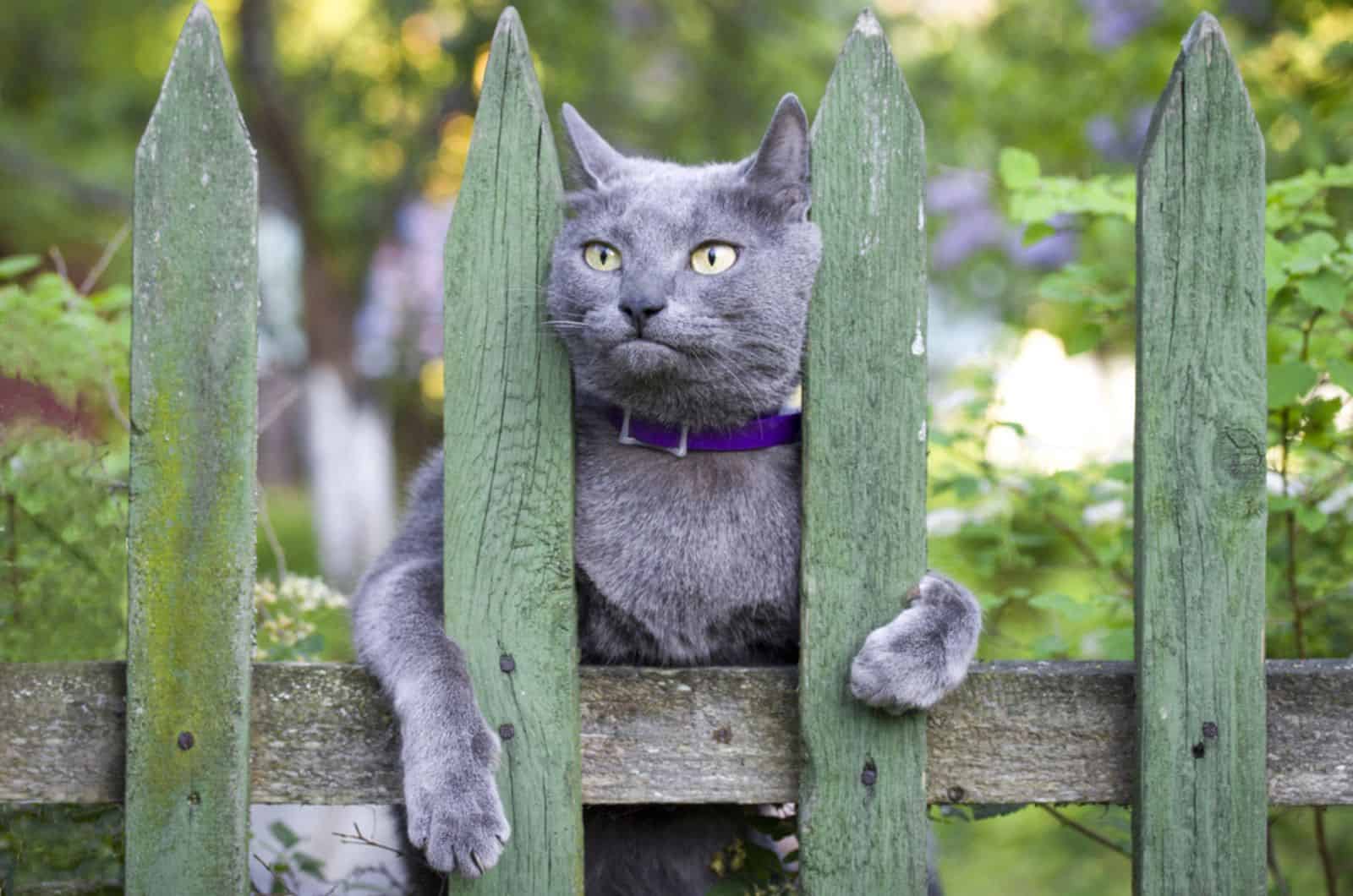Russische blauwe kat op het hek