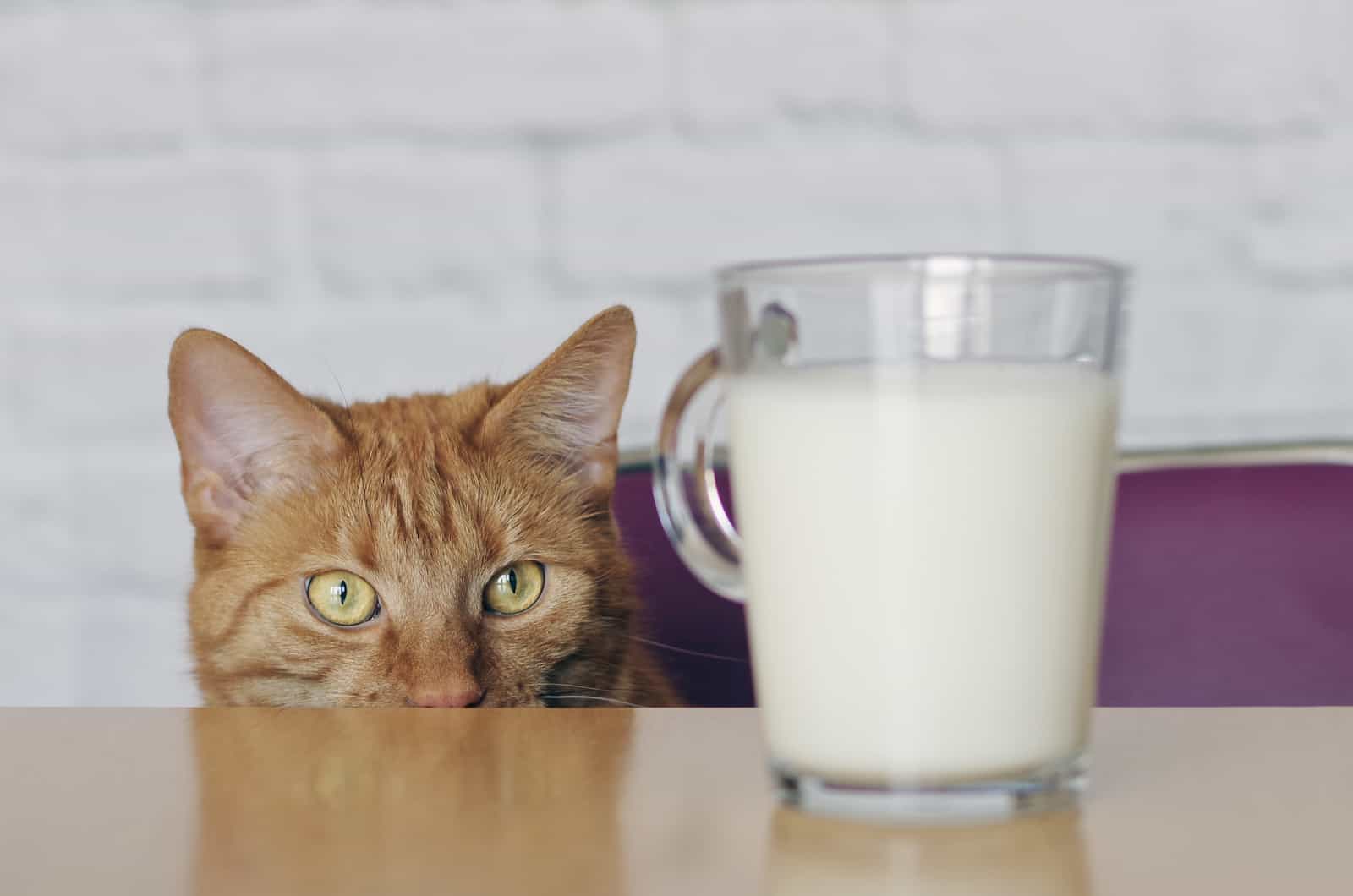 Gemberkat kijkt naar een glas melk op tafel