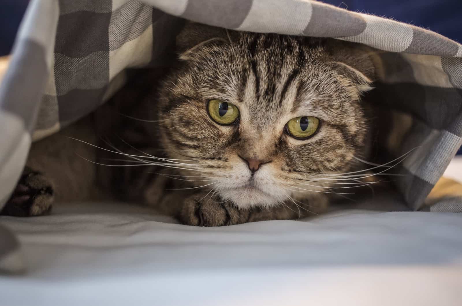 kat die onder een deken ligt