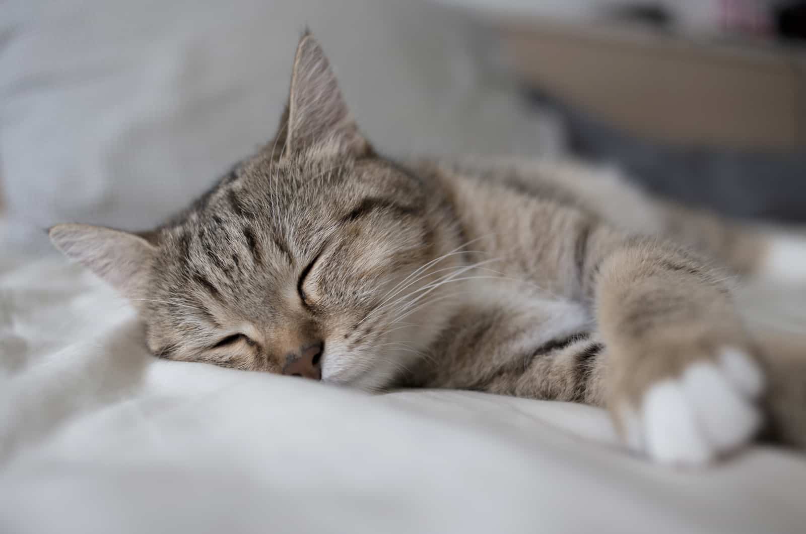 close-up van een kat die op een kussen slaapt