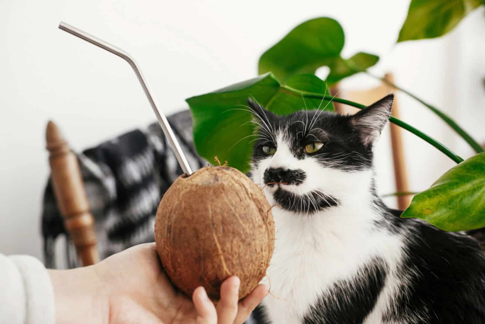 Grappige schattige kat die kokosnoot ruikt en proeft met metalen rietje in de hand