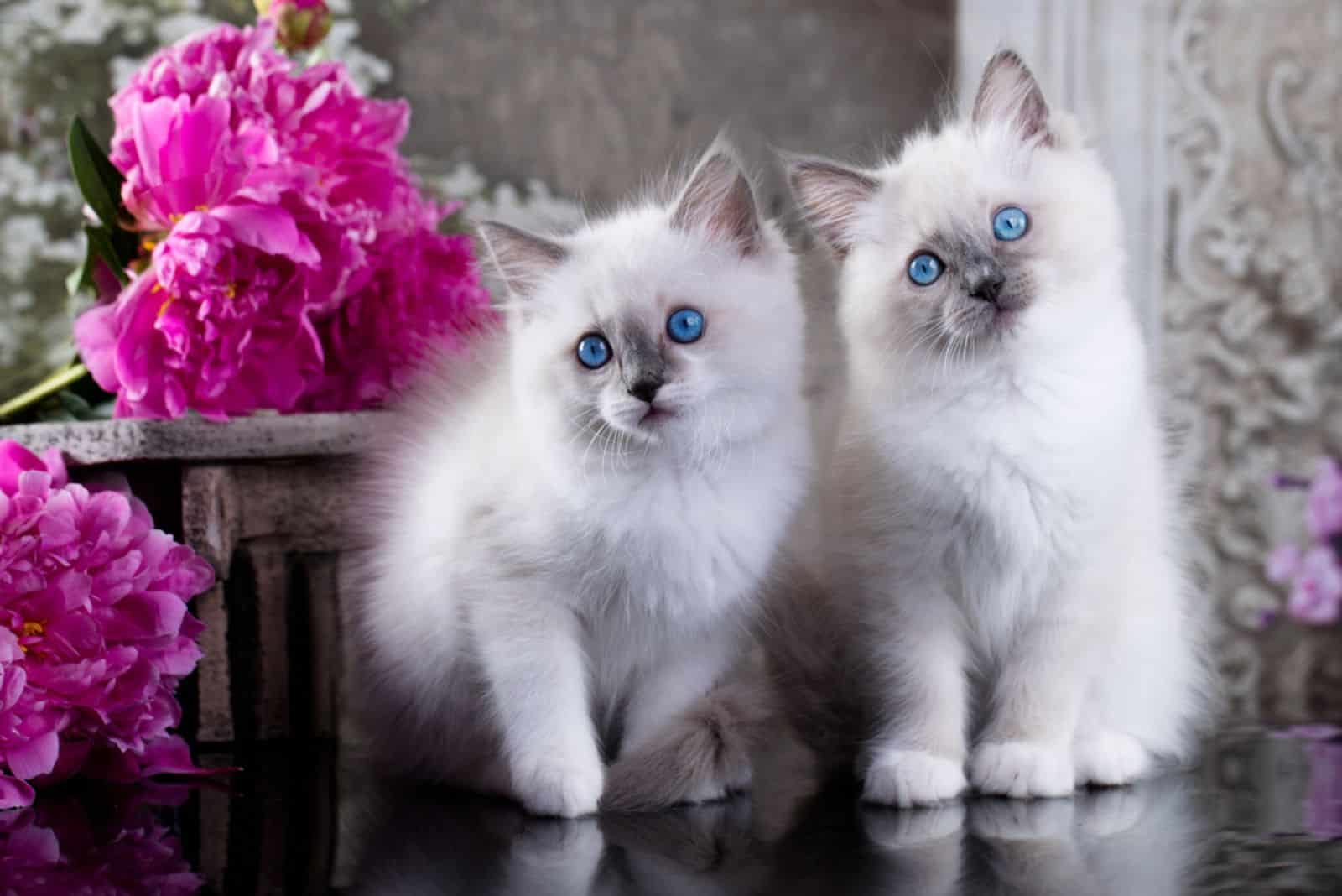 Ragdoll blauwe punt klein kitten